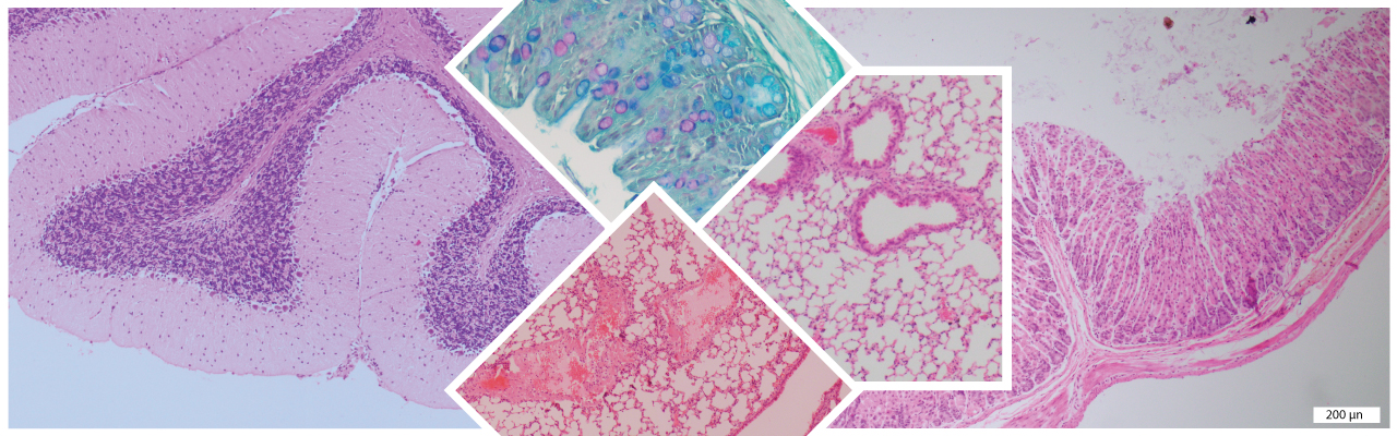 Histopathology